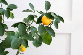grow and care for a meyer lemon tree