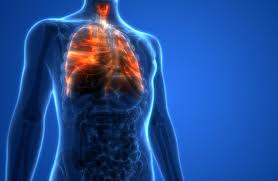 The lungs' interiors are open to the outside air, and being elastic, therefore expand to fill the increased space. Lung Function What Do The Lungs Do