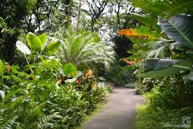 hawaiian tropical botanical garden in