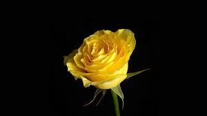 Yellow roses, Yellow rose flower ...