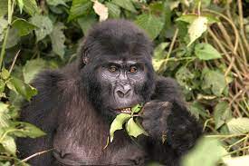 File:Mountain gorilla (Gorilla beringei beringei) eating.jpg - Wikimedia Commons