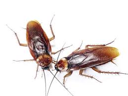 Здравейте, в апартамента имаме проблем с едни хлебарки, които ни казаха, че се наричат жигулки. Borba S Hlebarki Prva Dezinfekcionna Stanciya Varna Infocall Bg