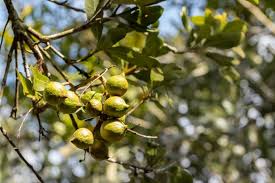 macadamia nuts cultivation in india
