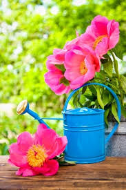 How To Water Peonies Efficiently In The