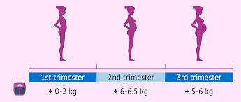 weight gain in each trimester of pregnancy