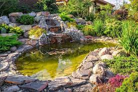 Water Gardening 101 Backyard Pond