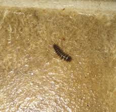 are carpet beetle larvae the enemy of