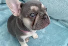 French bulldog puppies for sale and dogs for adoption in new jersey, nj. French Bulldog Puppies For Sale In New Jersey With Price Animalssale Com