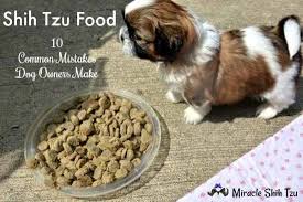 shih tzu food 10 common mistakes dog