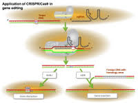 crispr cas9 in gene editing ppt