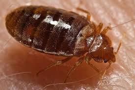 Bedbugs Facts Bites And Infestation