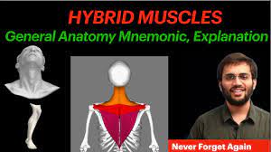 general anatomy hybrid muscle
