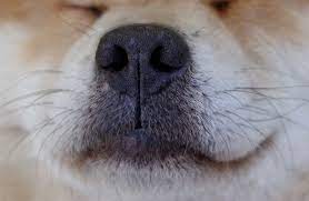 dogs smell time exploratorium