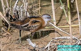 Burung pipit merupakan sebutan umum bagi kelompok burung kecil yang memakan biji bijian dan hidup di daerah tropis. Burung Tatarstan Penerangan Nama Jenis Dan Foto Burung Tatarstan Burung