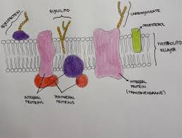 draw the plasma membrane and highlight