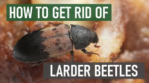 how to get rid of larder beetles 4