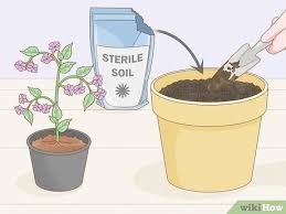 The yellow balls of mold are typically slime molds and despite their name are very interesting and quite compatible with plants, feeding off some of the decaying matter in soil or wood (if you have orchids). 3 Ways To Get Rid Of Mold On Houseplants Wikihow