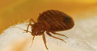 how to get rid of bed bugs quick
