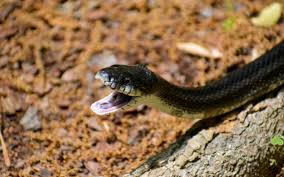 18 most common snakes in florida