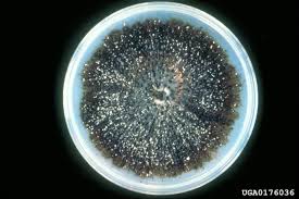 Image result for Phyllosticta ampelicida