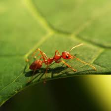 are ants dangerous to people pets and