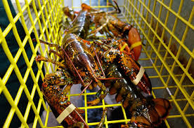 maine lobster season