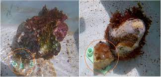 Frontiers | The Influence of Foureye Butterflyfish (Chaetodon capistratus)  and Symbiodiniaceae on the Transmission of Stony Coral Tissue Loss Disease