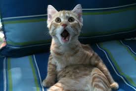 20 Funny Shocked Cat Memes via Relatably.com