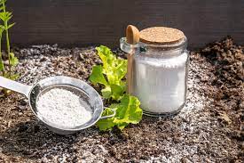 how to use diatomaceous earth to