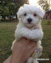 excellent teacup maltese puppies for