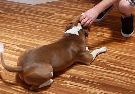 flooring for dog owners green shoots
