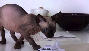 Kohana cats are extremely rare and you probably won't find them for sale. The Most Expensive Breeds Of Hairless Cat For Sale Palin As President