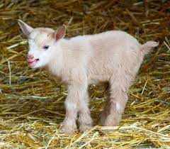 what is best bedding for goats learn