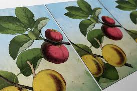 Kitchen Wall Art Apple Apricot Print