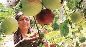 Over 93% of the population however agriculture in the state suffers from certain limitations, specially in the production of food grains. In Himachal Pradesh 80k Farmers Take Up Natural Farming Tap Nature To Boost Crop Yield Quality Cities News The Indian Express