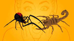 spiders vs scorpions university of