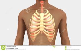 Their function is to protect the organs that lie beneath them. Human Body Diagram Ribs Human Anatomy