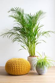 13 Of The Best Indoor Plants For Your