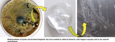 potato starch based bioplastic