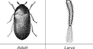 carpet beetles ohioline