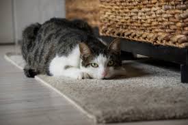 protect a carpet from cat scratching