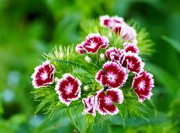 the complete guide to growing dianthus