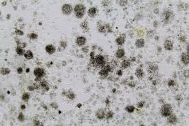 how to tell if you have black mold