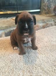 Checkout the rest of my pack @dorsettfarm. Boxer Puppies Indianapolis Boxer Puppies For Sale