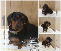 Another elderly friend shared with me how his smooth red dachshund saved his life. Puppyfinder Com Dachshund Dogs For Adoption Near Me In Seattle Washington Usa Page 1 Displays 10