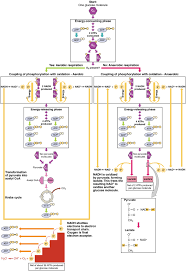 This Flowchart Shows The Processes Of Anaerobic And Aerobic