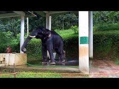 179 Best Kerala Elephants Images In 2019 States Of India