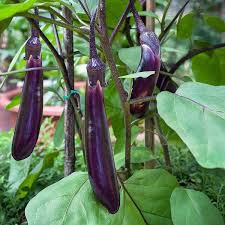 bonnie plants 2 32 qt ichiban eggplant