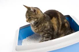 See more of cat spray on facebook. Why Male Cat Urine Smells So Bad