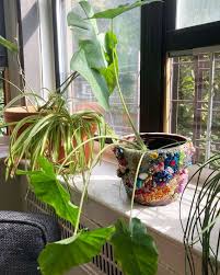 craigslist is a good place to plants